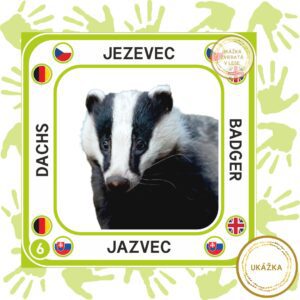 UČME SA SPOLU - VIACJAZYČNÉ KARTIČKY - ZVIERATÁ V LESE - ukážka jazvec - jazyková verzia - SLOVENSKY - NEMECKY - ČESKY - ANGLICKY, štvorcový formát pripravený na prezeranie na mobile.