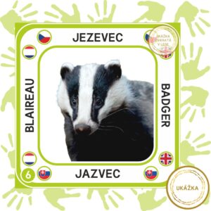 UČME SA SPOLU - VIACJAZYČNÉ KARTIČKY - ZVIERATÁ V LESE - ukážka jazvec - jazyková verzia - SLOVENSKY - FRANCÚZSKY - ČESKY - ANGLICKY, štvorcový formát pripravený na prezeranie na mobile.